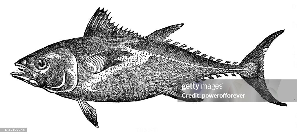 Atlantic Bluefin Tuna Fish (Thunnus Thynnus) - 19th Century
