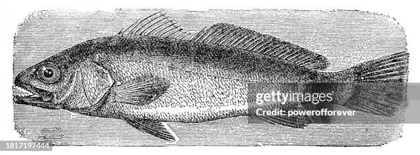 meagre fish (argyrosomus regius) - 19th century - scarce stock illustrations