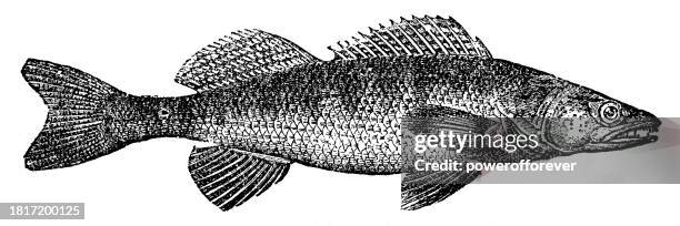 zander fish (sander lucioperca) - 19th century - sander stock illustrations