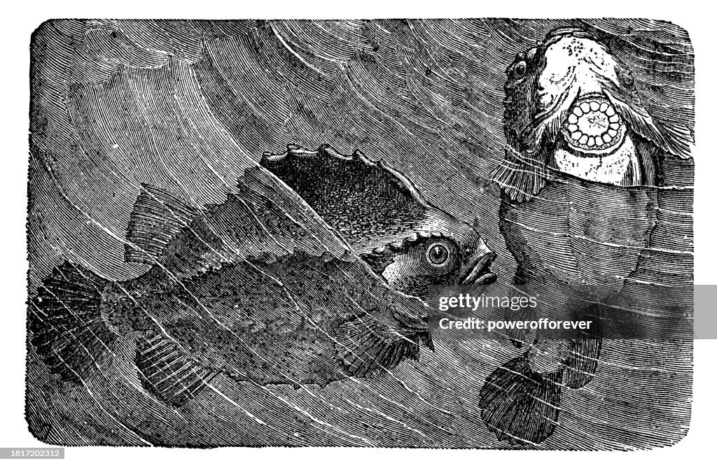 Lumpsucker Fish (Cyclopterus Lumpus) - 19th Century