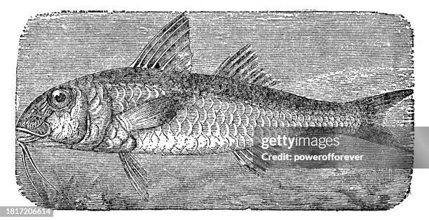 red mullet fish (mullus barbatus) - 19th century - mullet stock illustrations