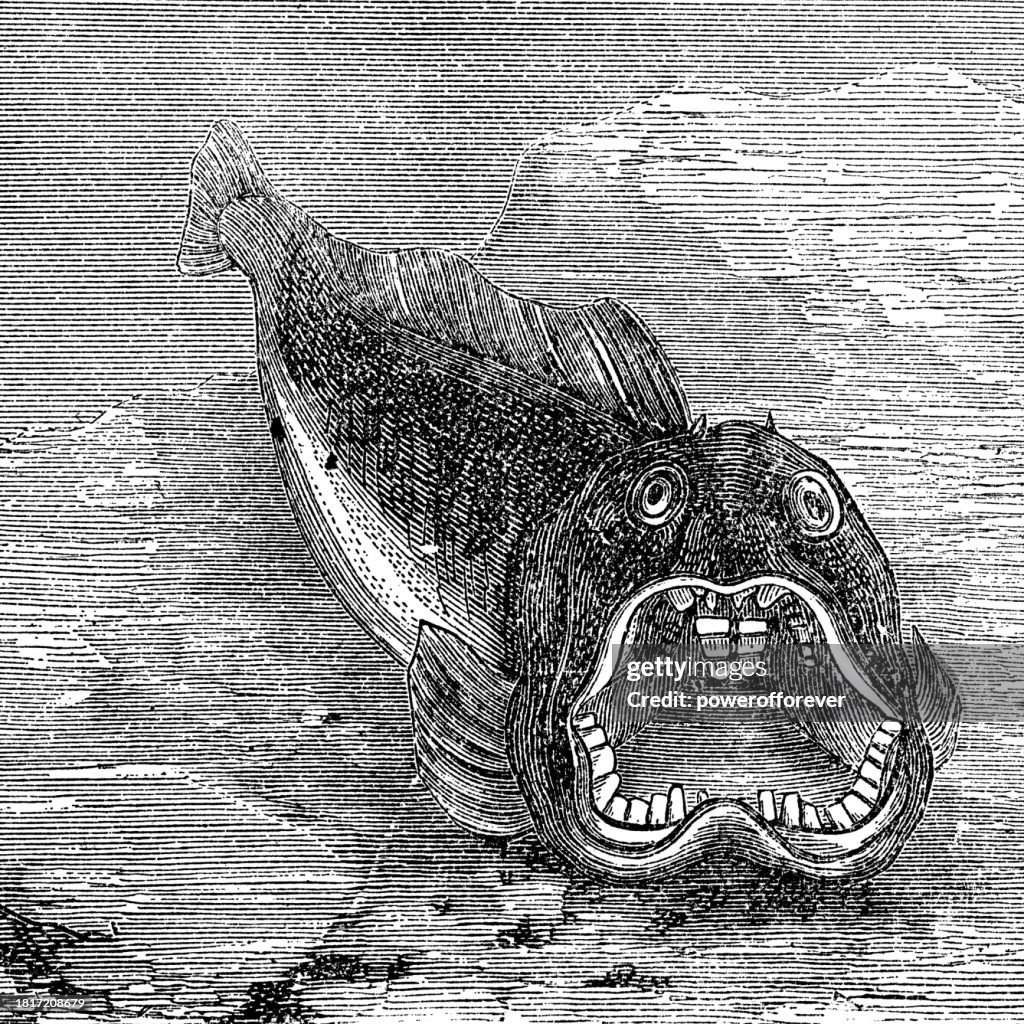 Atlantic Wolffish (Anarhichas Lupus) - 19th Century