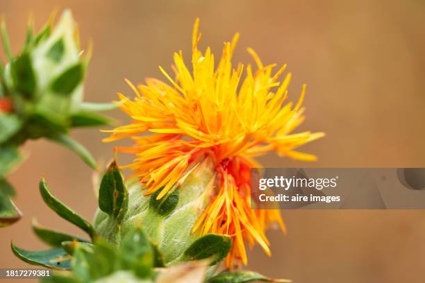 stock x safflower