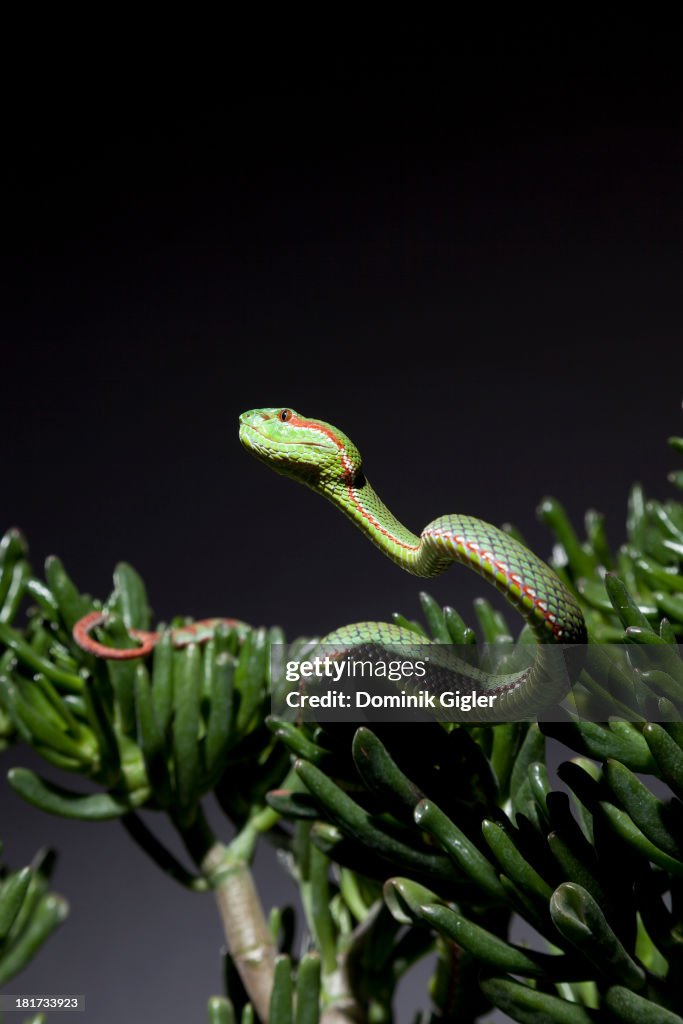 'Snake Man' Steve Ludwin
