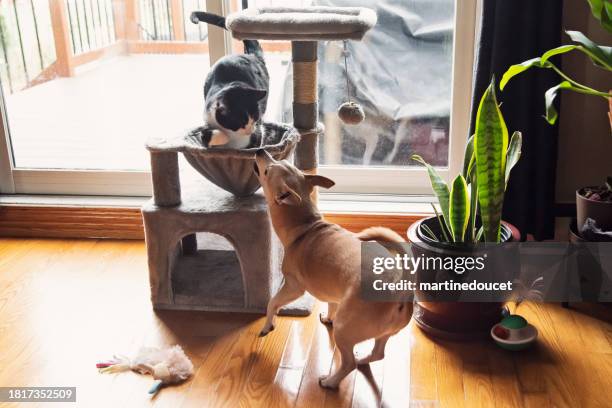cat and dog playing together at home. - dog cat playing stock pictures, royalty-free photos & images