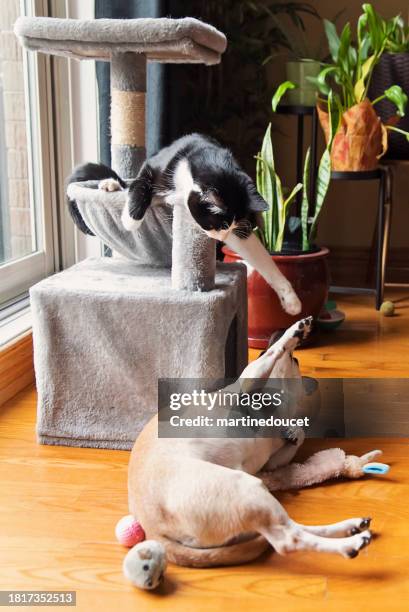 cat and dog playing together at home. - dog cat playing stock pictures, royalty-free photos & images