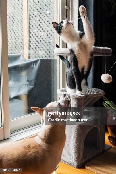 cat and dog playing together at home. - dog cat playing stock pictures, royalty-free photos & images