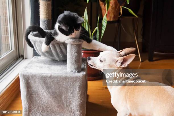 cat and dog playing together at home. - dog cat playing stock pictures, royalty-free photos & images