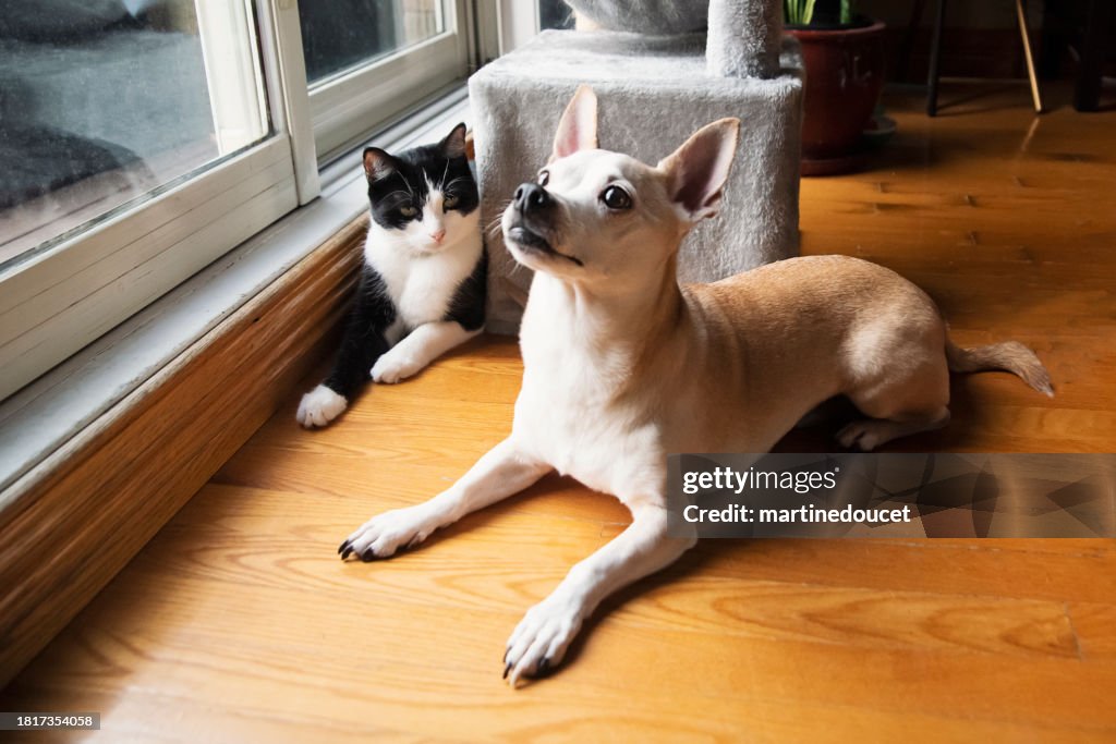 Cat and dog lying down together at home.
