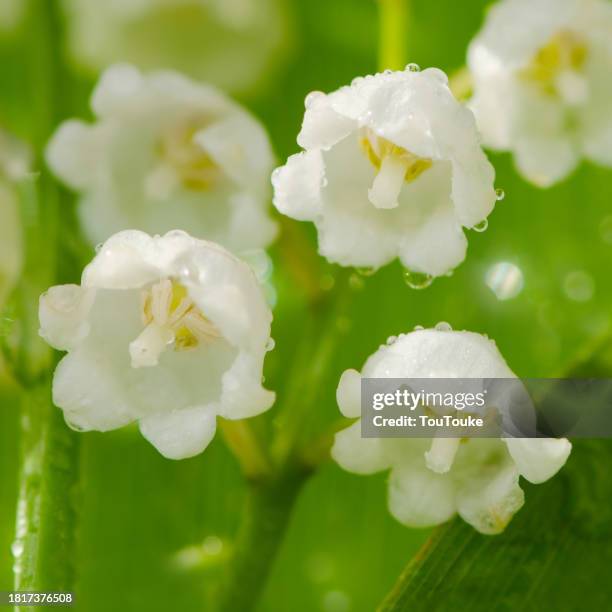 lily of the valley - lily of the valley stockfoto's en -beelden