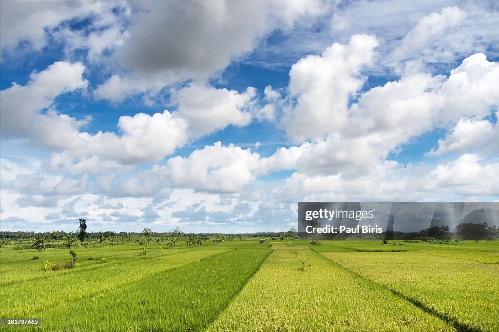 Rural scene rice fields
