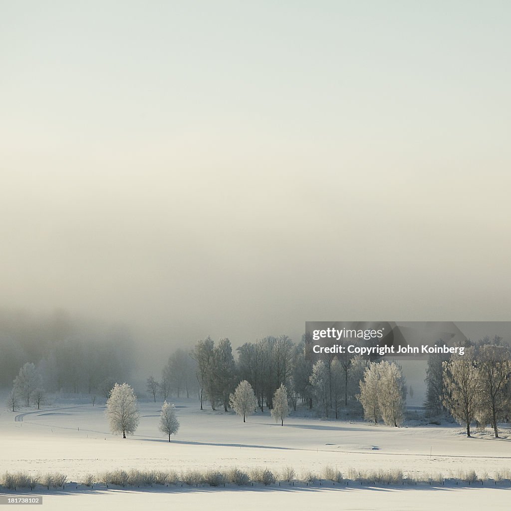 Winter landscape in fog