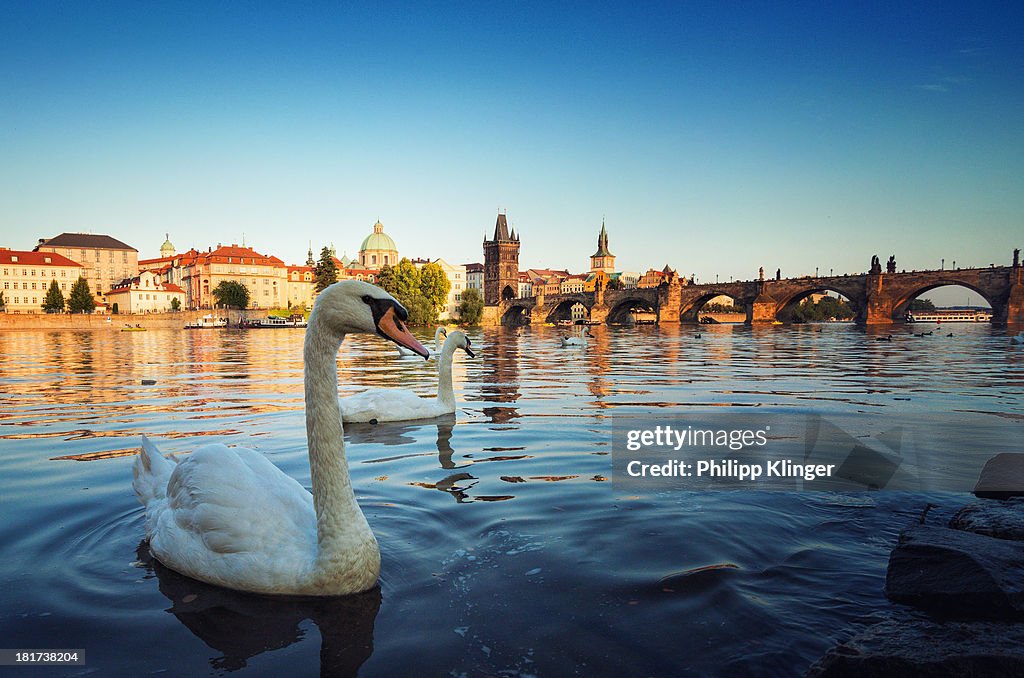 Swans in Front of the Charles Bridge
