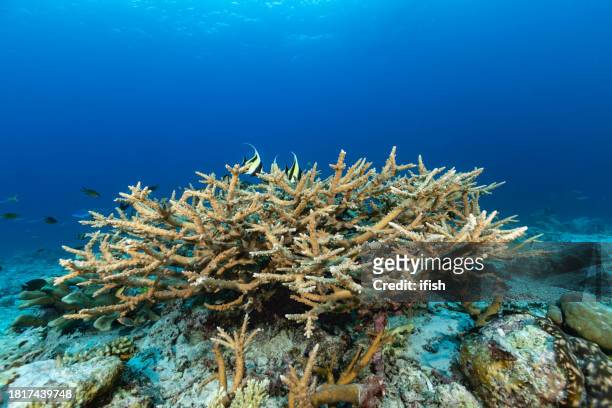 majestic acropora coral beauty, remote reef near tayandu island, indonesia - stenkorall bildbanksfoton och bilder