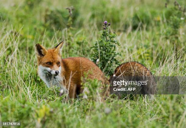 Picture of a fox taken on September 24, 2013 at the Oostvaardersplassen nature resere near Lelystad. The auctor intellectualis of the 56 square...