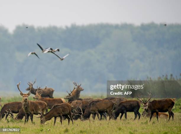 Picture of red deers taken on September 24, 2013 at the Oostvaardersplassen nature resere near Lelystad. The auctor intellectualis of the 56 square...