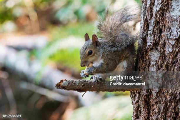 squirrel in a tree - victoria canada stock pictures, royalty-free photos & images