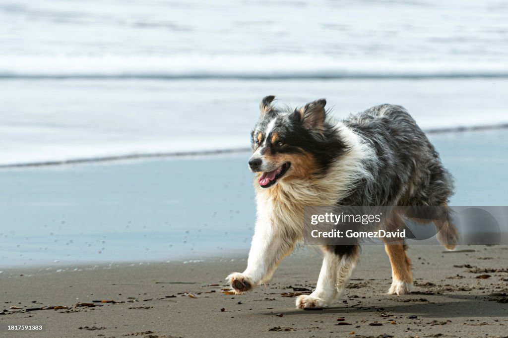 Long Haired Dog Running on the Beach