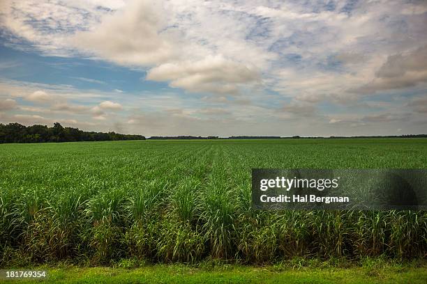sugar cane field - louisiana stock pictures, royalty-free photos & images