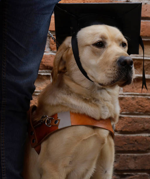 MEX: Graduation And Retirement Of Guide Dogs In Mexico