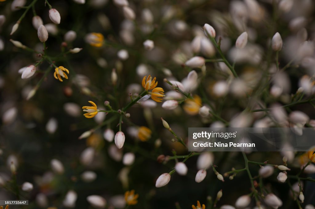 Heavenly Bamboo - Nandina domestica