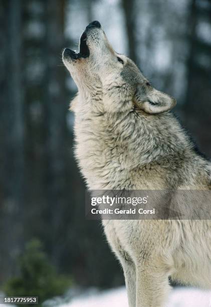 the gray wolf, canis lupus, known as the grey wolf, is a large canine native to eurasia and north america. howling. montana. - wolf stockfoto's en -beelden