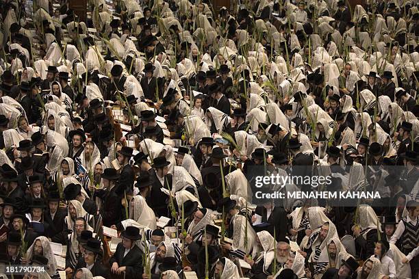 Ultra-Orthodox Jews of the Belz Hasidic Dynasty hold the four plant species: the Lulav , the Etrog , the Hadas and the Arava , as they pray during...