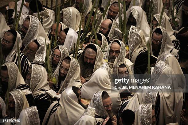 Ultra-Orthodox Jews of the Belz Hasidic Dynasty hold the four plant species: the Lulav , the Etrog , the Hadas and the Arava , as they pray during...