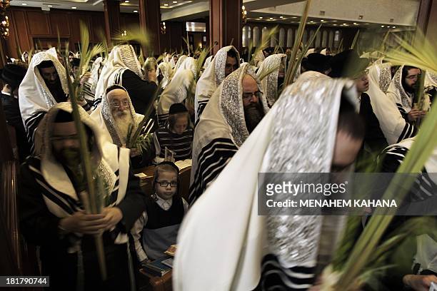 Ultra-Orthodox Jews of the Belz Hasidic Dynasty hold the four plant species: the Lulav , the Etrog , the Hadas and the Arava , as they pray during...