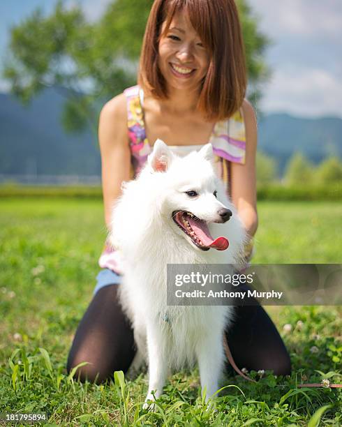 white spitz - spitz type dog stock pictures, royalty-free photos & images