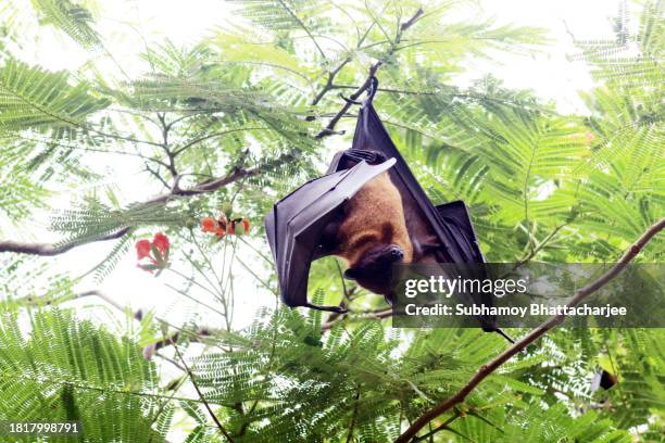 indian flying fox - greater indian fruit bat - pteropus giganteus stock pictures, royalty-free photos & images