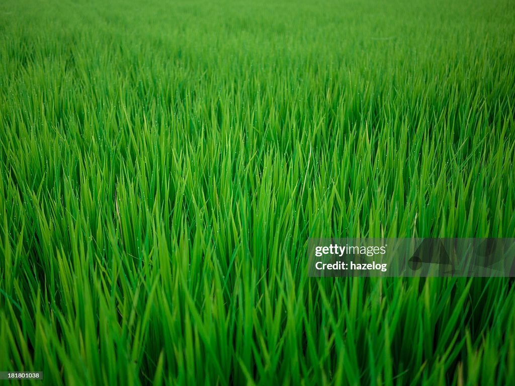 Rice field green wet grass