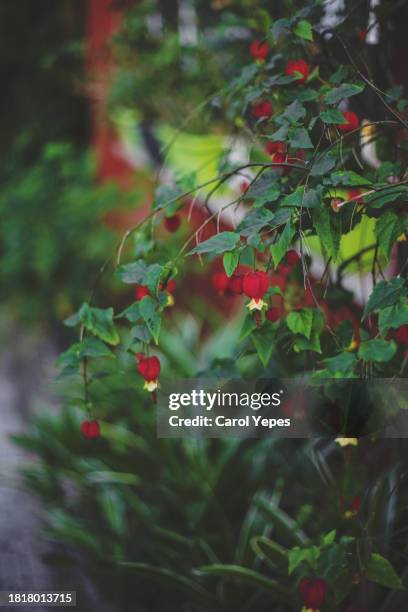 red flowers - flowering maple tree stock pictures, royalty-free photos & images