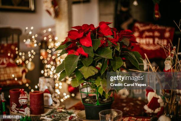 blooming poinsettia decorating at home - weihnachtsstern stock-fotos und bilder