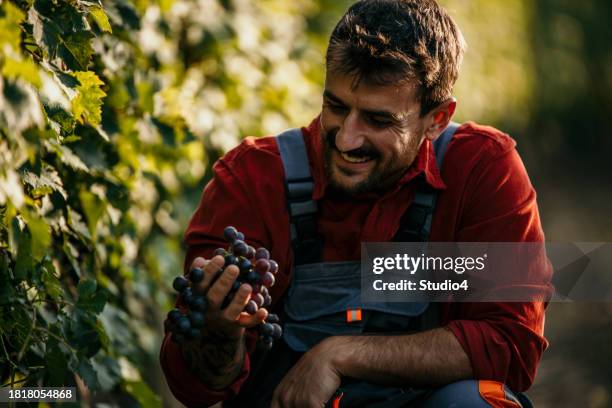 um momento sereno de um homem de fato de trabalho encontrando alegria na colheita de uvas em um ambiente tranquilo de vinhedo - fato vermelho - fotografias e filmes do acervo