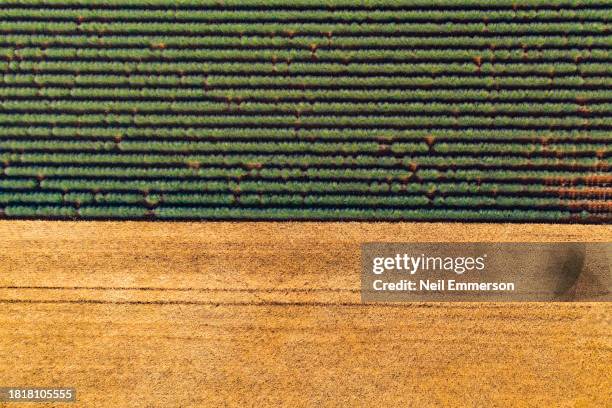 wheat and lavender fields in provence, france - gap france stock-fotos und bilder