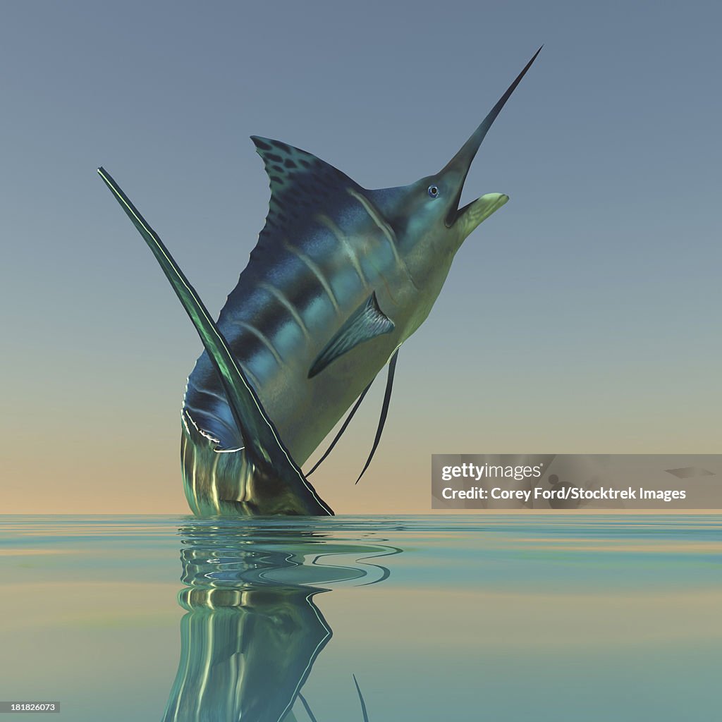 The Blue Marlin is a beautiful predatory fish much sought after by sport fishermen.