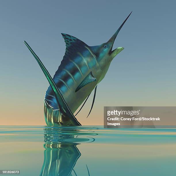 illustrations, cliparts, dessins animés et icônes de the blue marlin is a beautiful predatory fish much sought after by sport fishermen. - espadon saut