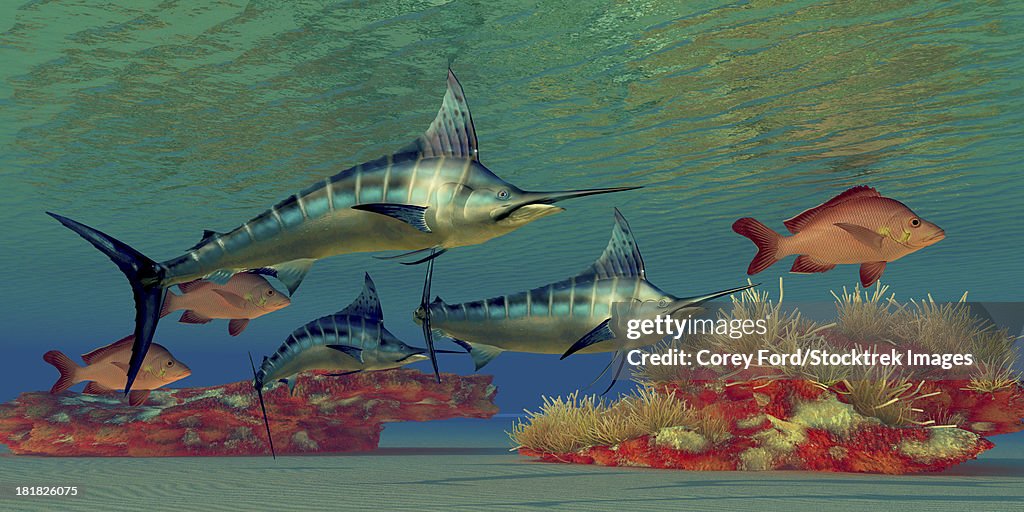 Blue Marlin and Humpback Red Snapper fish glide over a colorful ocean reef full of coral plants.