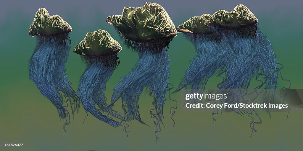 The Portuguese Man O' War is a dangerous jellyfish which stings its prey with poisonous tentacles.
