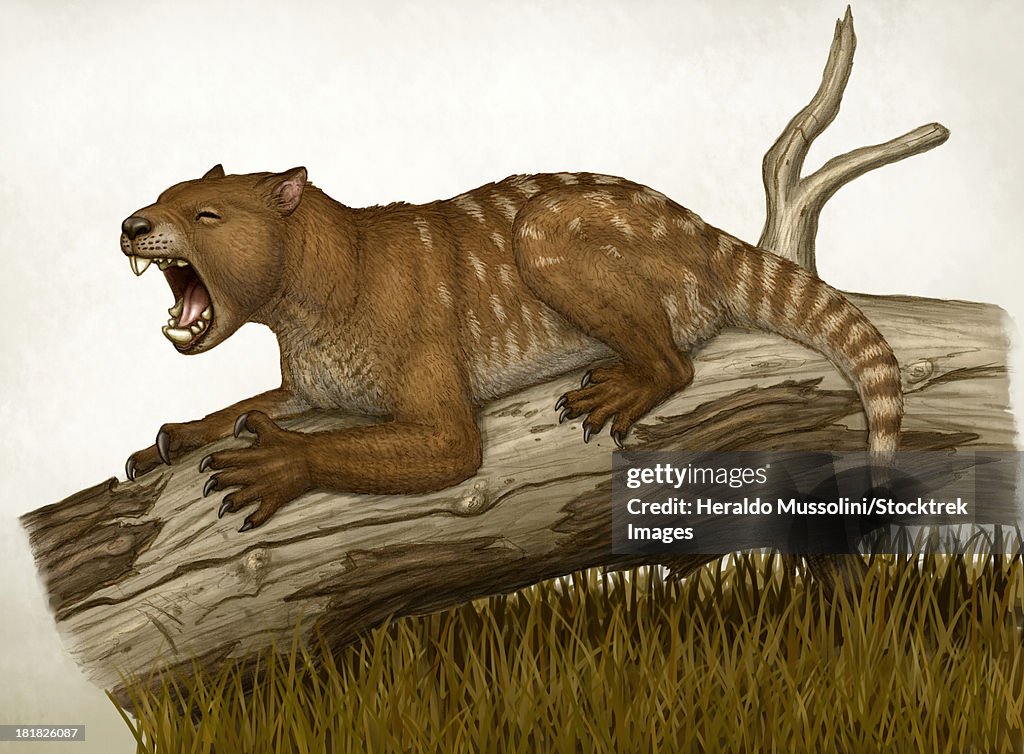 Thylacoleo carnifex, a marsupial and apex predator that lived in Australia.