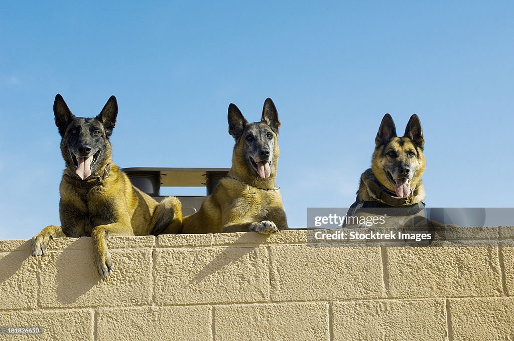 March 25, 2010 - German Shephard military working dogs take a rest at the military working dog kennels at Luke Air Force Base, Arizona.