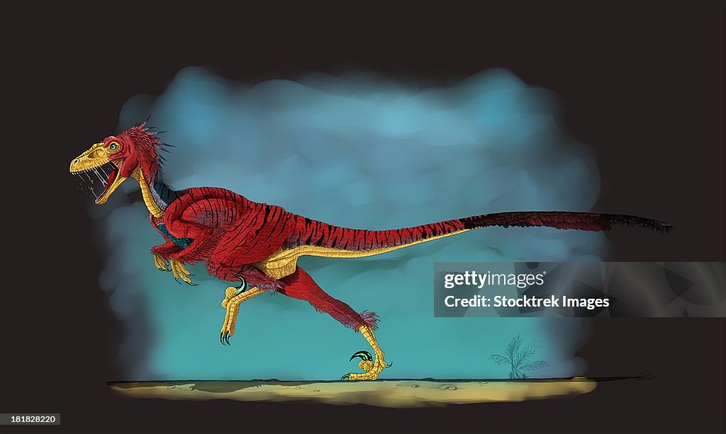 Deinonychus, a genus of carnivorous dromaeosaurid dinosaur.