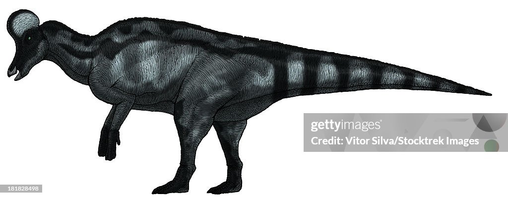 Corythosaurus, a large hadrosaurid dinosaur from the Upper Cretaceous Period.