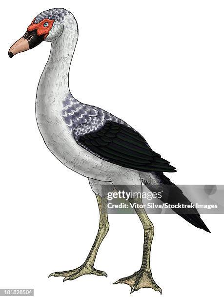 presbyornis, an extinct genus of anseriform bird, also known as the flamingo-duck. - webbed foot stock-grafiken, -clipart, -cartoons und -symbole