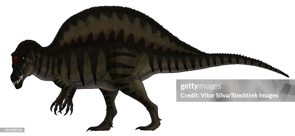 Spinosaurus, a large carnivore of the Cretaceous period.