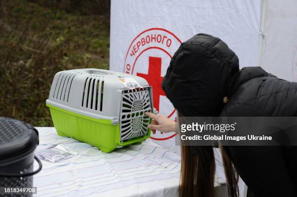 Veterinarian woman checking a homeless cat’s condition after anesthesia on November 15, 2023 in Petryshcheve, Kharkiv Oblast, Ukraine. Since the...