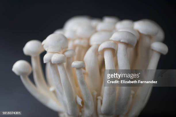 white beech mushrooms / bunapi-shimeji - shimeji mushroom - fotografias e filmes do acervo