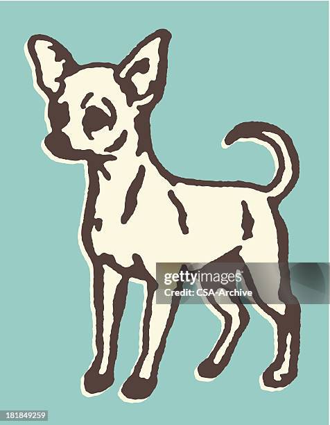 chihuahua - lap dog stock illustrations