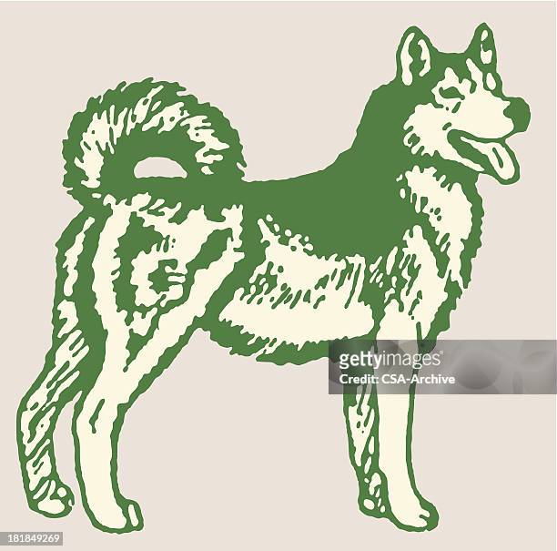 stockillustraties, clipart, cartoons en iconen met husky - sledehond